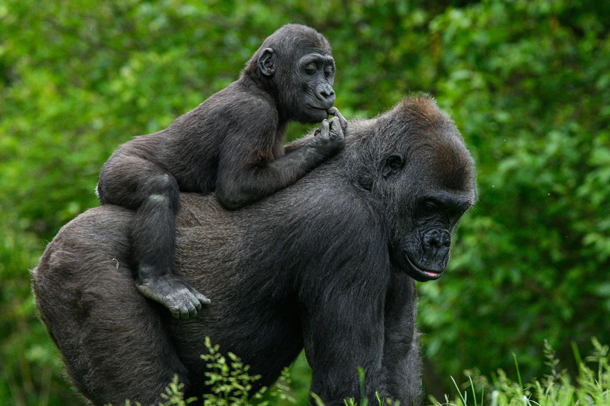 Bwindi Impenetrable Forest Uganda gorilla permit trek