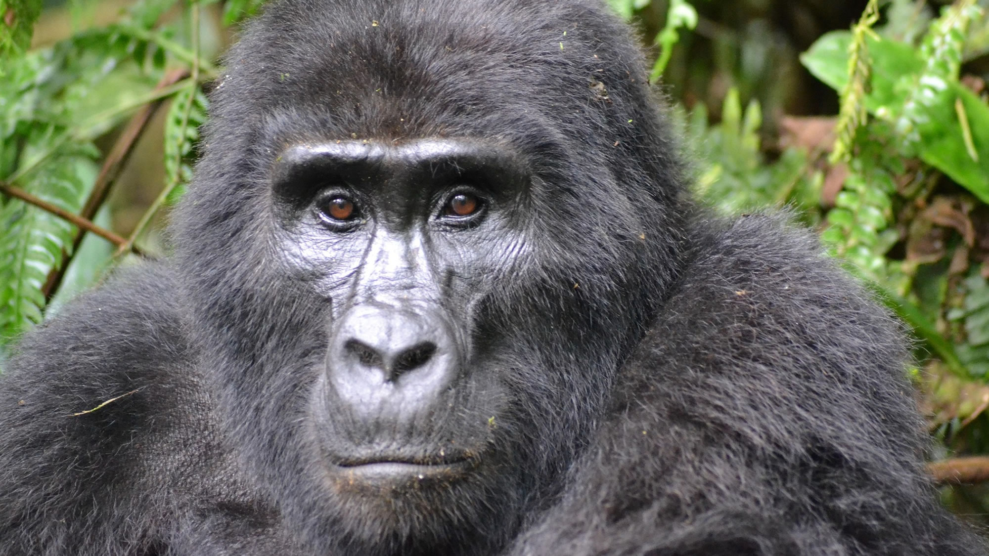 Kenya safari and Uganda gorilla trekking combined package