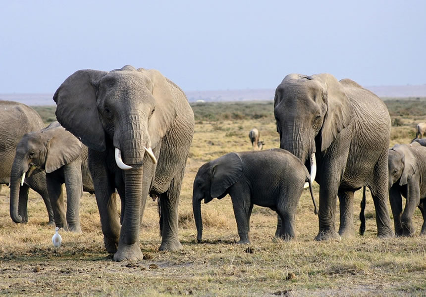 Elephants beneath Kilimanjaro in Amboseli National Park Kenya